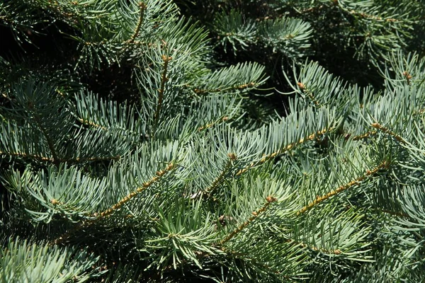 Twigs Spruce Tree Close — Stock Photo, Image