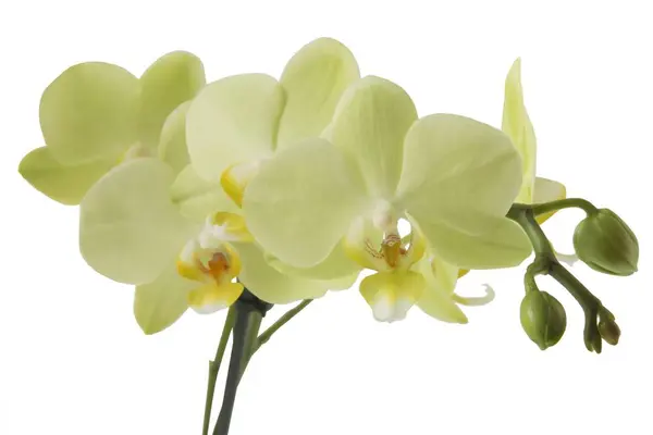 Žluté květy orchidejí Phalaenopsis — Stock fotografie