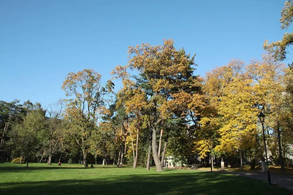 Ağaçlar park ve sonbahar manzarası — Stok fotoğraf