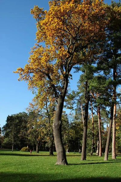 Árvores no parque e cenário de outono — Fotografia de Stock
