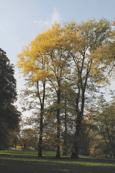 Bäume Mit Gelben Blättern Herbst — Stockfoto