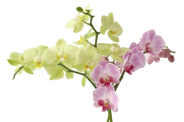 Regeling van geel en roze orchidee — Stockfoto