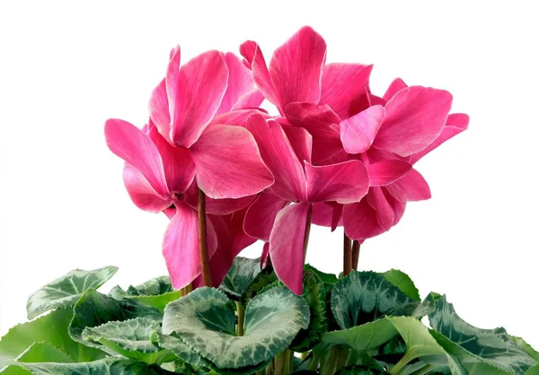 Destul de roz ciclamen closeup — Fotografie, imagine de stoc