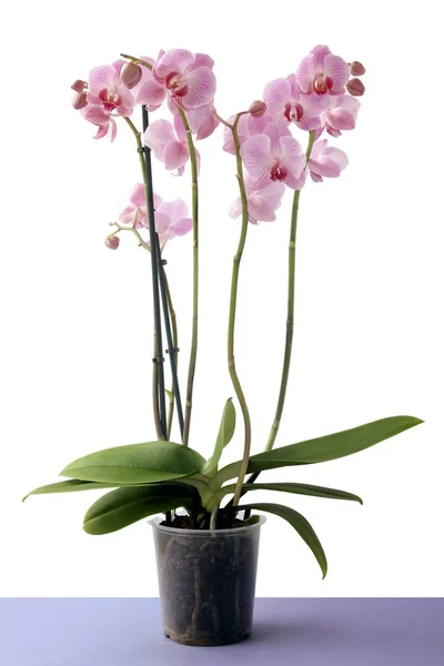 Pretty pink orchid isolated closeup — Stock Photo, Image