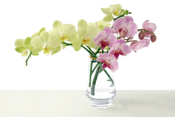 Sarı düzenlenmesi ve pembe orkide — Stok fotoğraf