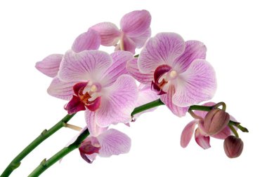 Orkide Phalaenopsis tecrit edilmiş.