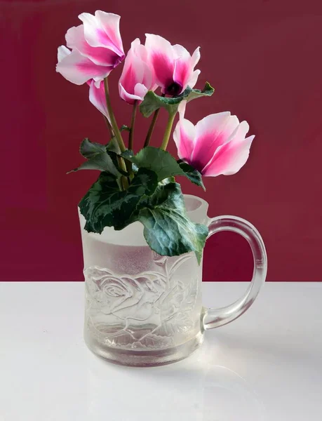 Roze Bloemen Van Cyclamen Plant — Stockfoto