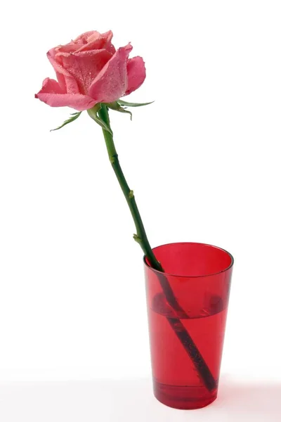 红花瓶里的粉红色玫瑰 — 图库照片