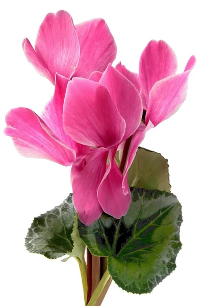 仙客来植物粉红花 — 图库照片