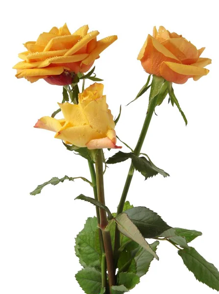 Krásná Růže Zblízka — Stock fotografie