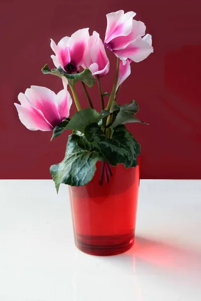 Flores Cor Rosa Planta Vaso Ciclame — Fotografia de Stock