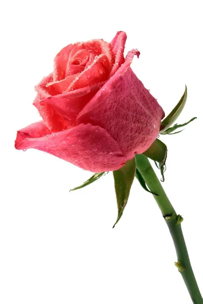 Krásná Růže Zblízka — Stock fotografie