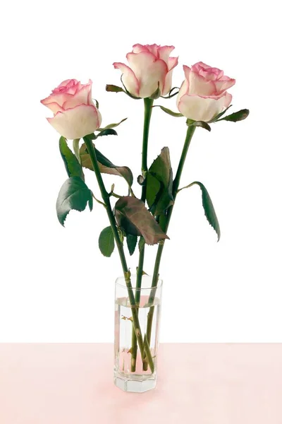 Pretty Rose Close — Stock Photo, Image