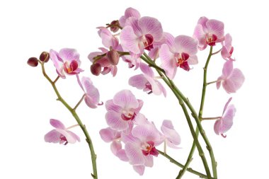 çiçek açması orkide Phalaenopsis yakın çekim