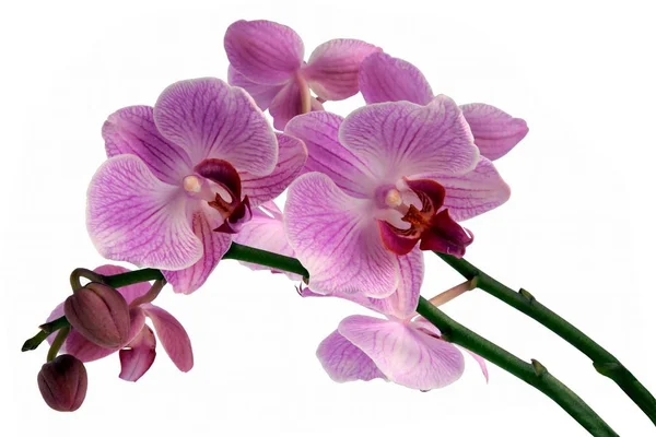 Kwitnących Storczyków Które Phalaenopsis Bliska — Zdjęcie stockowe