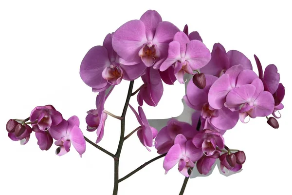 Kvetoucí Orchidej Phalaenopsis Zblízka — Stock fotografie