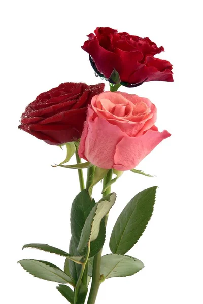 Bonita Rosa Cerca — Foto de Stock