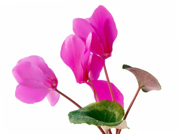 Flor Rosa Planta Vaso Ciclame — Fotografia de Stock