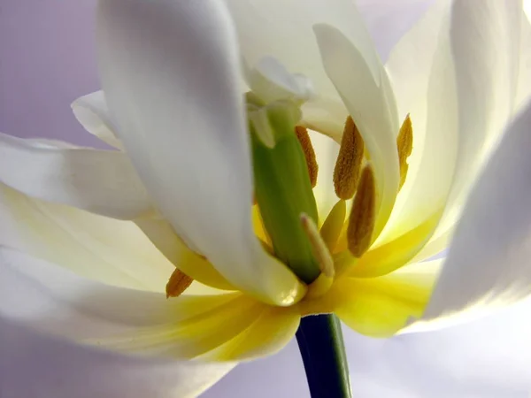 Ładny Biały Tulipan Bliska — Zdjęcie stockowe