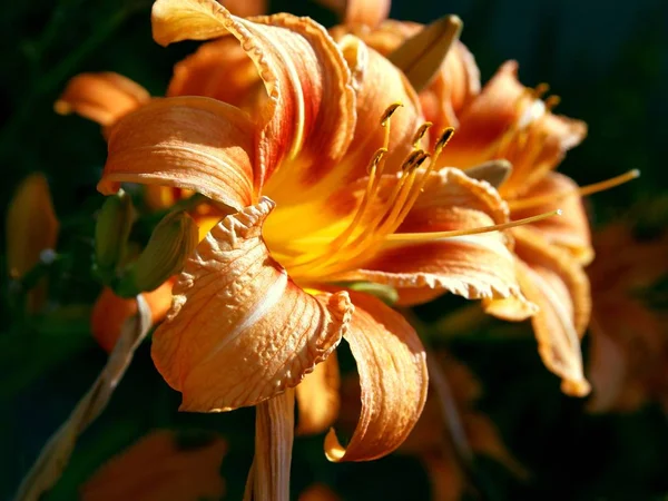 Flor Lírio Laranja Perto — Fotografia de Stock