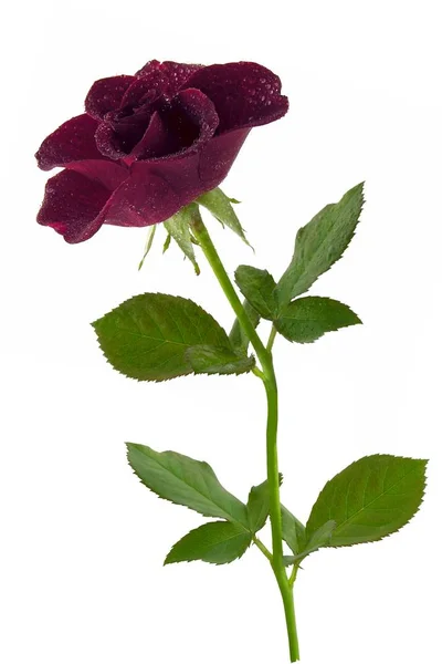 Ładna Róża Białym Tle Close — Zdjęcie stockowe