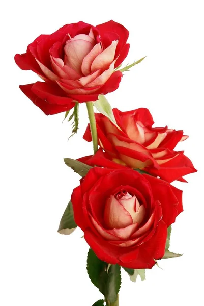 Krásná Růže Izolované Zavřít Nahoru — Stock fotografie