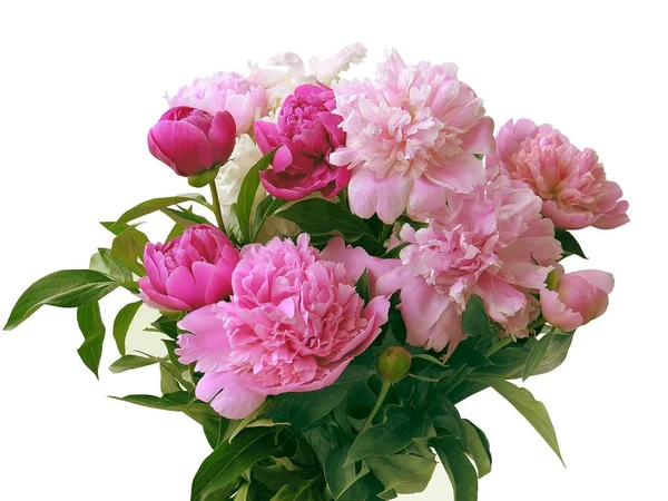 Bouquet Peonie Rosa — Foto Stock