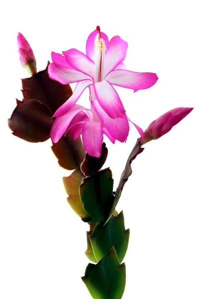 Розовый Белый Цветок Сочного Растения — стоковое фото
