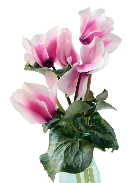 Kwiat Różowy Cyklamen Doniczkowa Roślina — Zdjęcie stockowe
