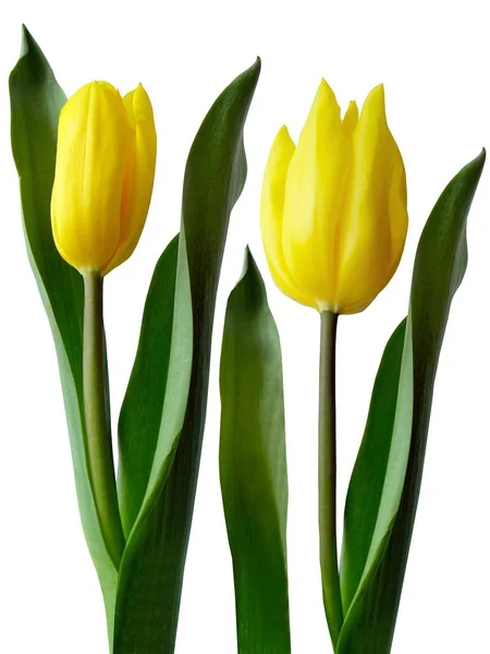 Желтые Тюльпаны — стоковое фото