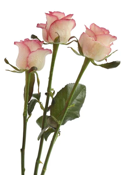 Posy Rose Belle Bianche Rosa — Foto Stock