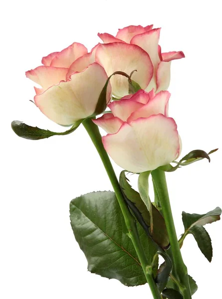 Kytička Růží Pěkně Bílé Růžové — Stock fotografie