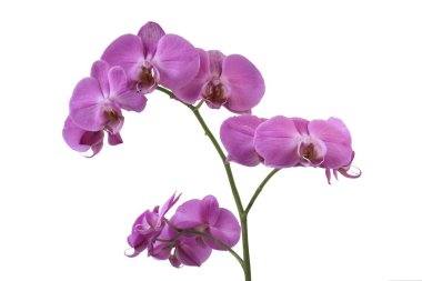 lila orchid close up isolated clipart