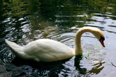 Gölette beyaz kuğu 