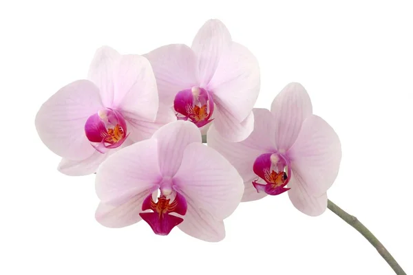 Rosa Und Lila Blüten Der Orchidee — Stockfoto