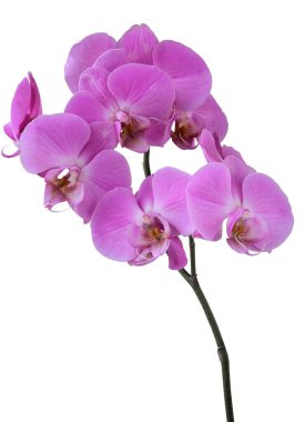 Lila orkide Phalaenopsis yakın çekim