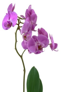 Lila orkide Phalaenopsis yakın çekim