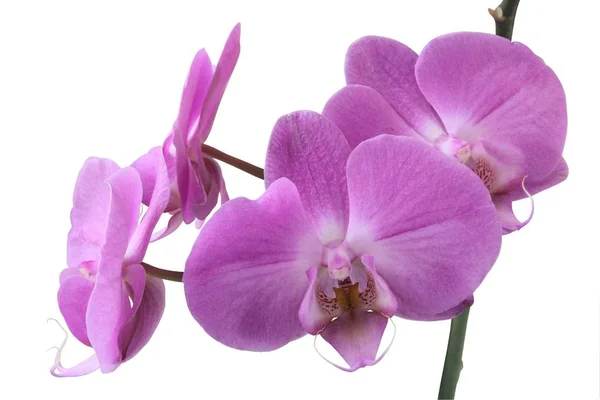 Lila Orchidej Phalaenopsis Zblízka — Stock fotografie