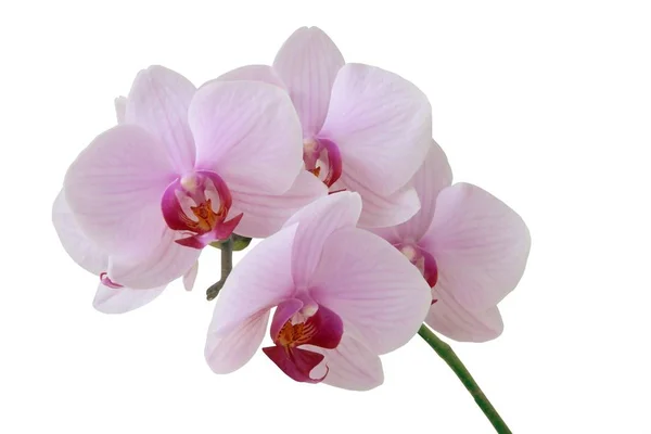 Pembe Mor Çiçekler Orkide — Stok fotoğraf