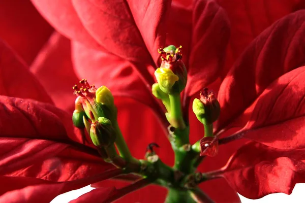 Poinsetthia Roślin Liści Czerwonych Żółtych Kwiatów — Zdjęcie stockowe