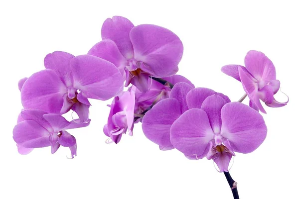 Lila Orchidei Phalaenopsis Bliska — Zdjęcie stockowe