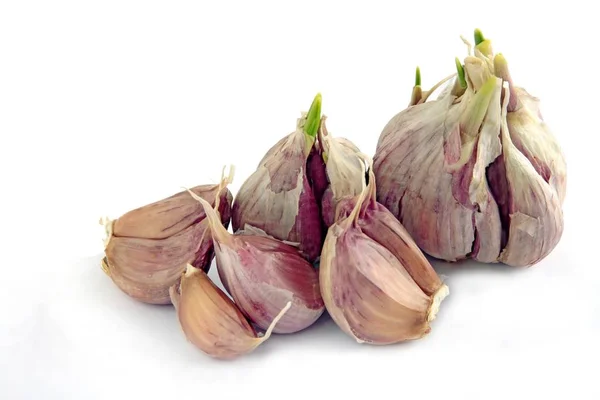 Garlic Vegetable Green Sprouts — Stock Photo, Image