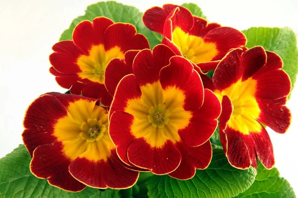 Primula Kahverengi Sarı Çiçek — Stok fotoğraf