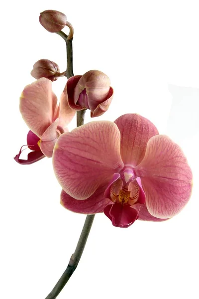 Orquídea Phalaenopsis Fechar — Fotografia de Stock