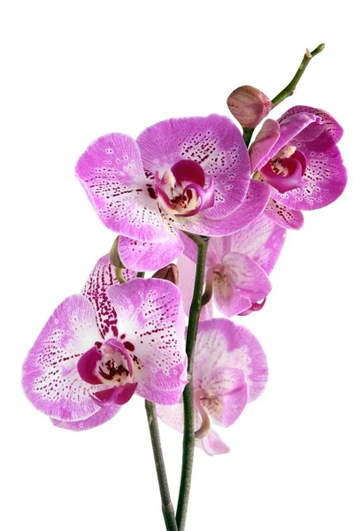 Pretty Pink Flowers Orchid — Stock Photo, Image