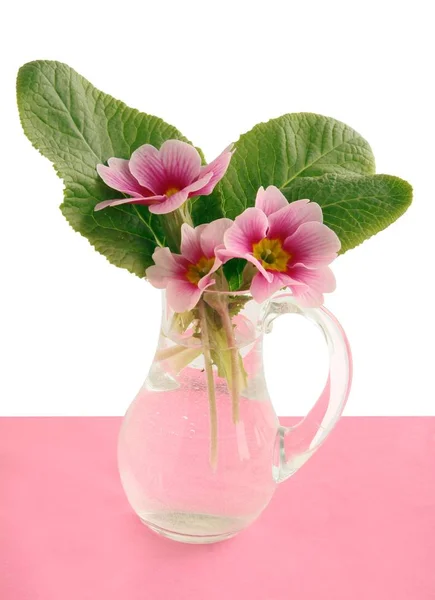 Roze Bloemen Van Lente Planten Primrose — Stockfoto