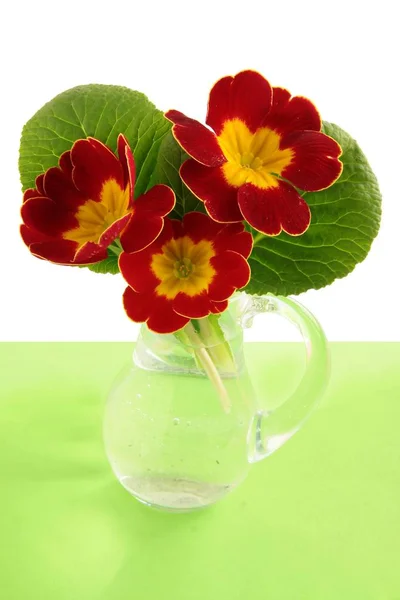 Fiori Marroni Gialli Primula — Foto Stock