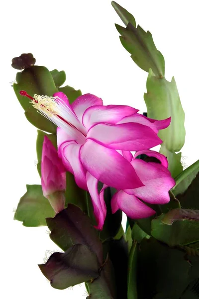 Fiore Viola Succulenta — Foto Stock