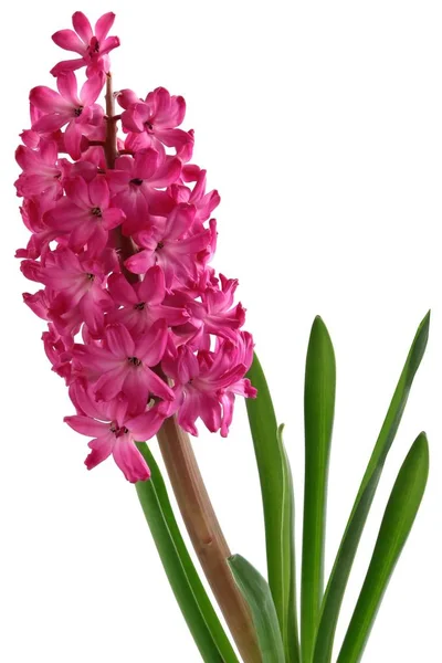 Kwiat Hiacynt Bliska — Zdjęcie stockowe