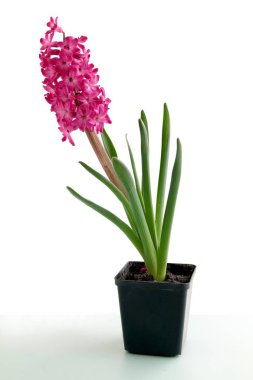 güzel bahar çiçek sümbül